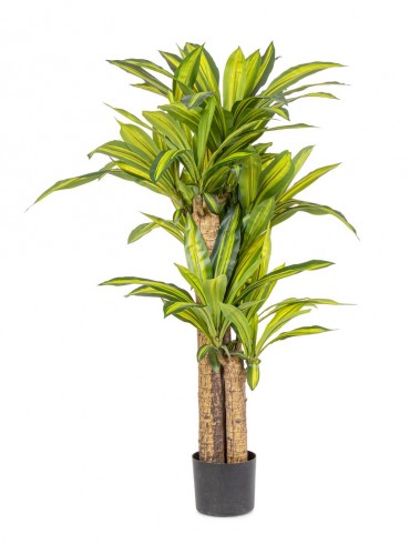 BIZZOTTO PIANTA DRACAENA C-VASO H130