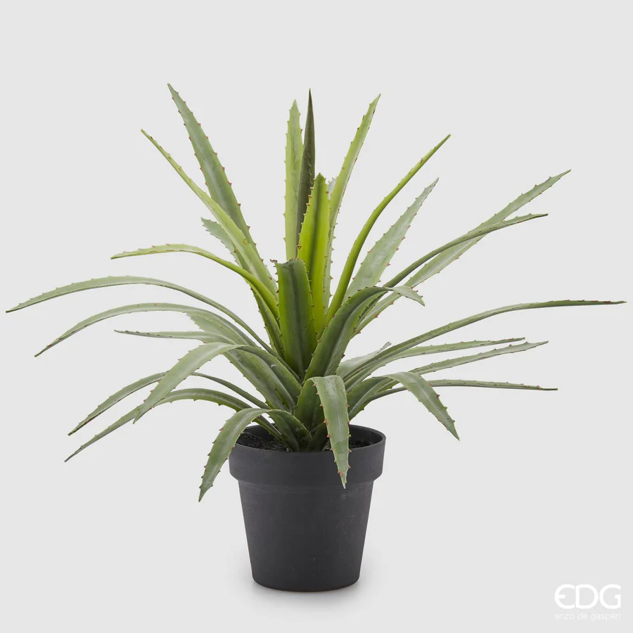 EDG pianta con vaso Agave Chic H45 cm