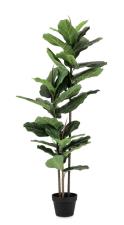 BIZZOTTO PIANTA FICUS LYRATA C-VASO 39FOGLIE H145